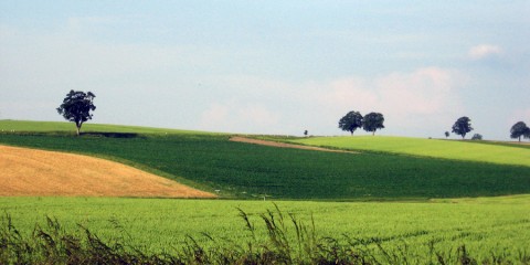 paysage-cultures